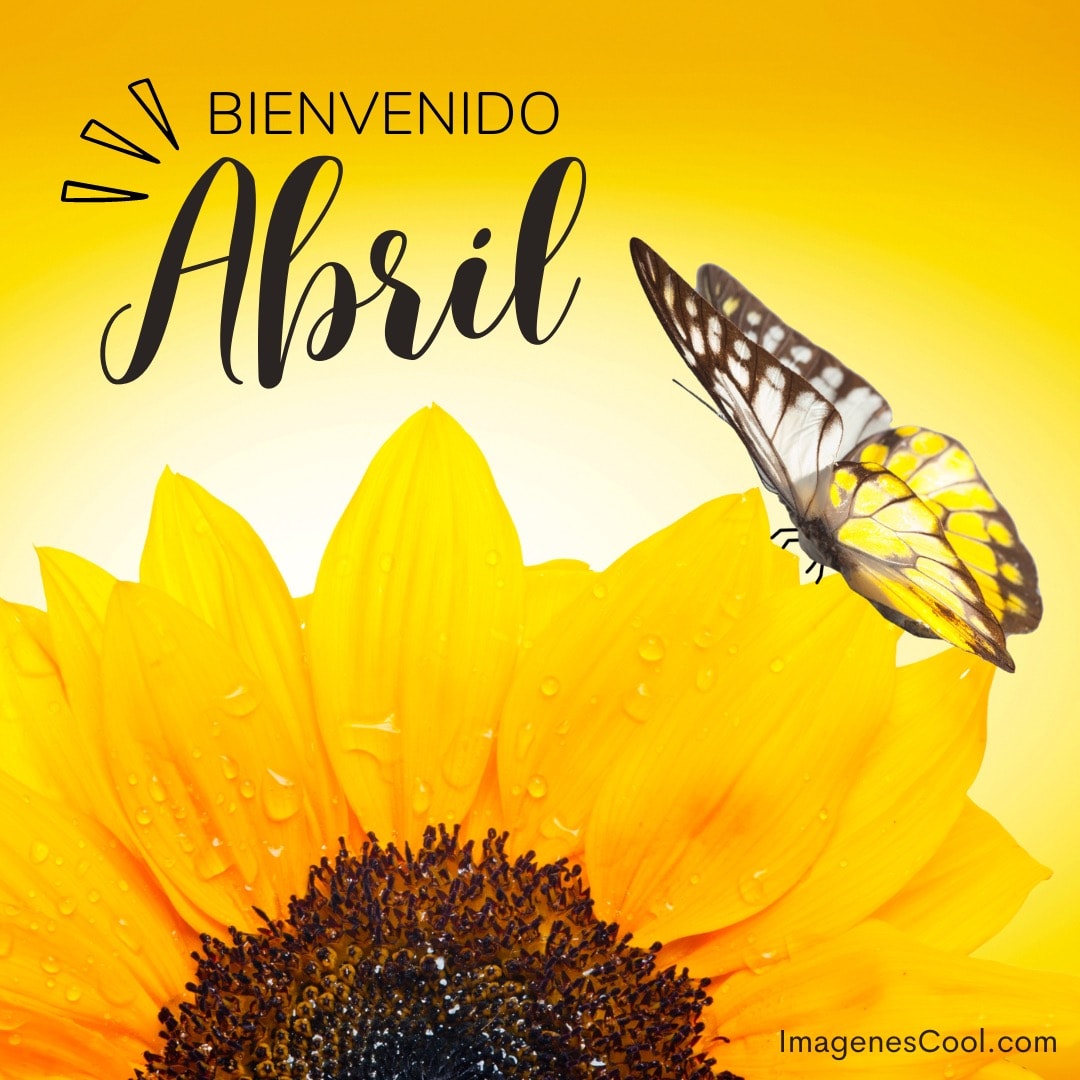 Una mariposa sobre girasol con el texto 'Bienvenido Abril' y un fondo amarillo vibrante