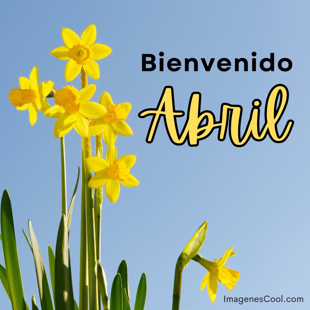 Narcisos amarillos bajo un cielo azul con el texto 'Bienvenido Abril'