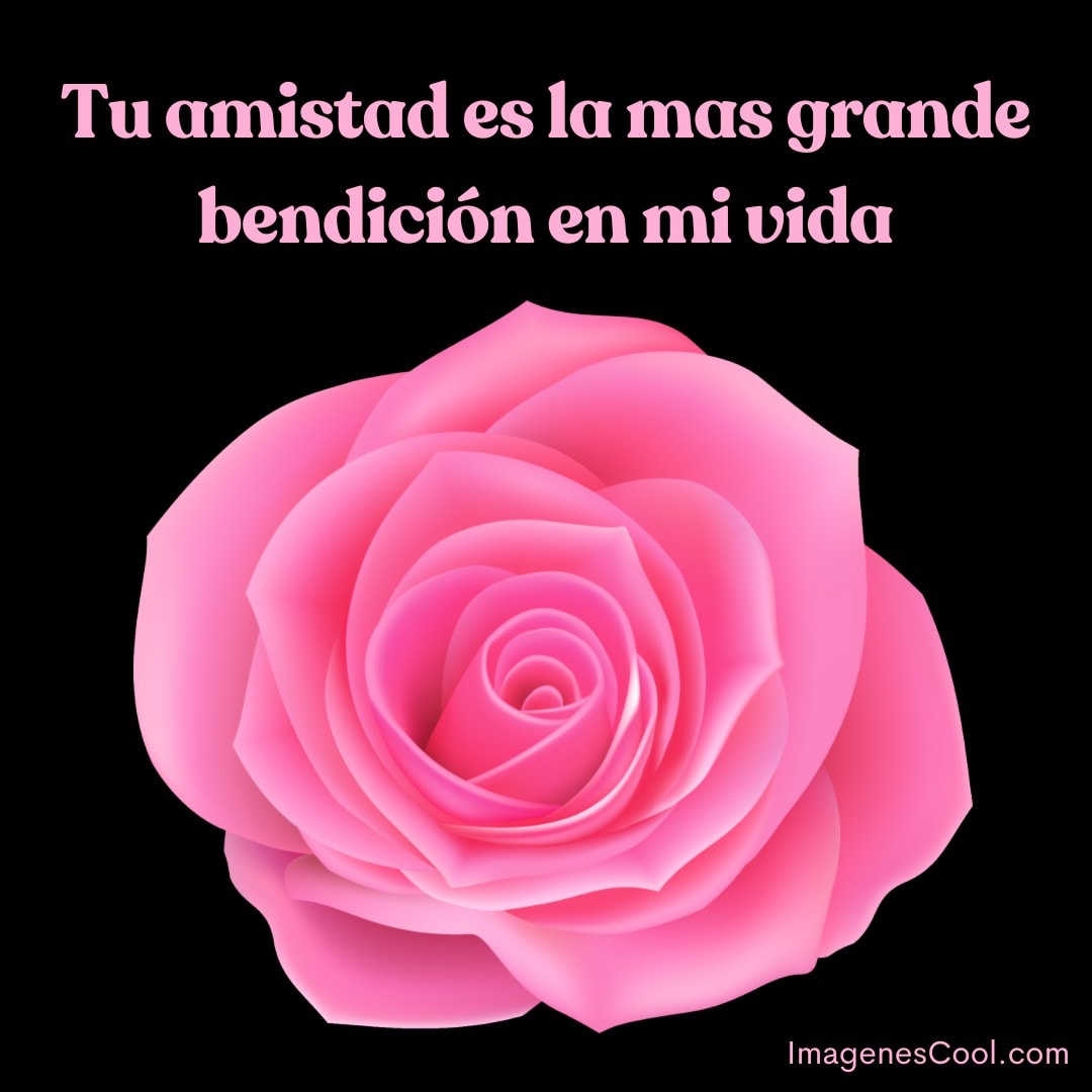 una rosa rosa con texto que dice tu amistad es la más grande bendición en mi vida