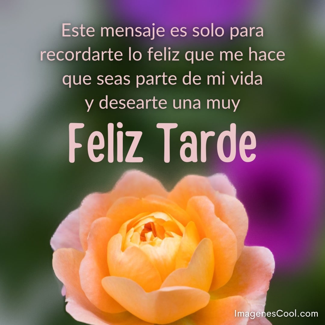 Un mensaje de afecto y buenos deseos junto a una rosa naranja, deseando una 'Feliz Tarde'
