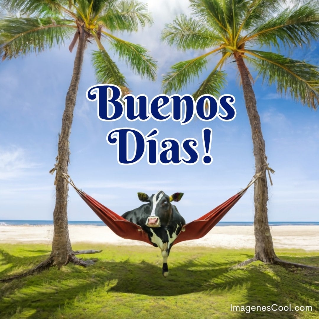 Una vaca descansa en una hamaca entre palmeras con un cielo azul y playas de fondo y texto: Buenos Días!