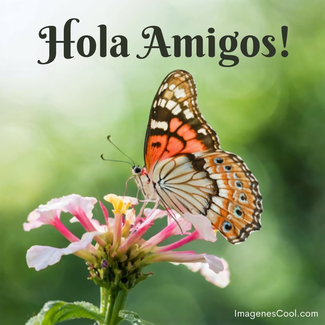 Mariposa en flor con texto 'Hola Amigos' arriba y fondo verde desenfocado