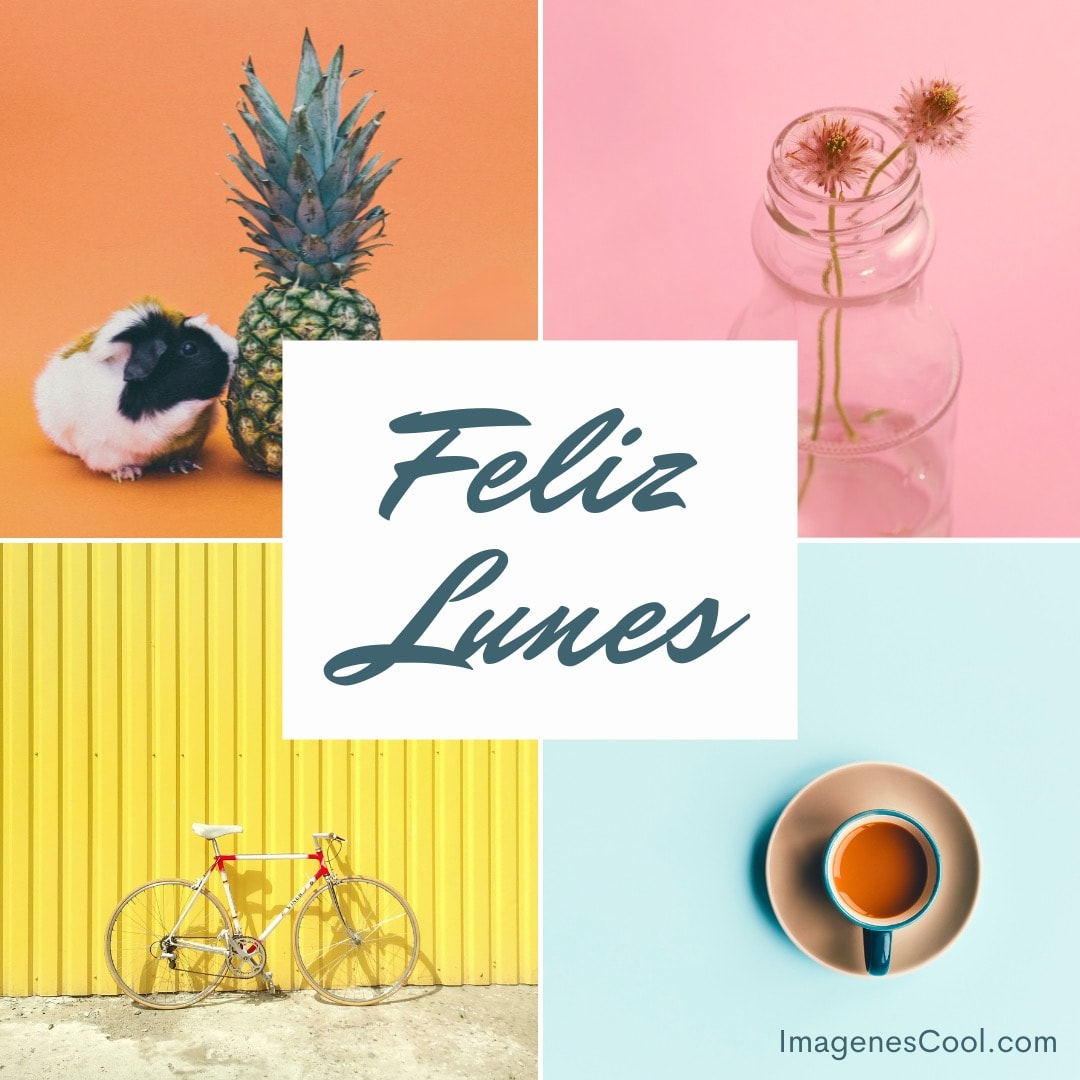 Un collage con un cuy, piña, bicicleta, flores en frasco y café. Texto 'Feliz Lunes'
