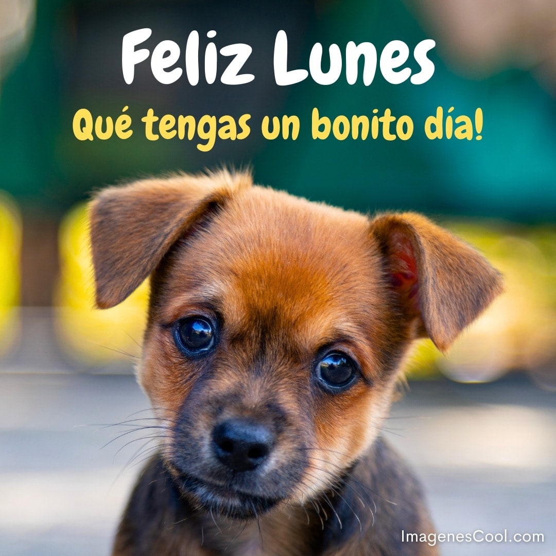Un cachorro marrón con el mensaje 'Feliz Lunes. Qué tengas un bonito día!' en la parte superior