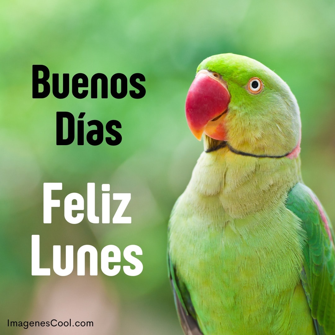 Un loro verde con texto que dice 'Buenos Días Feliz Lunes'