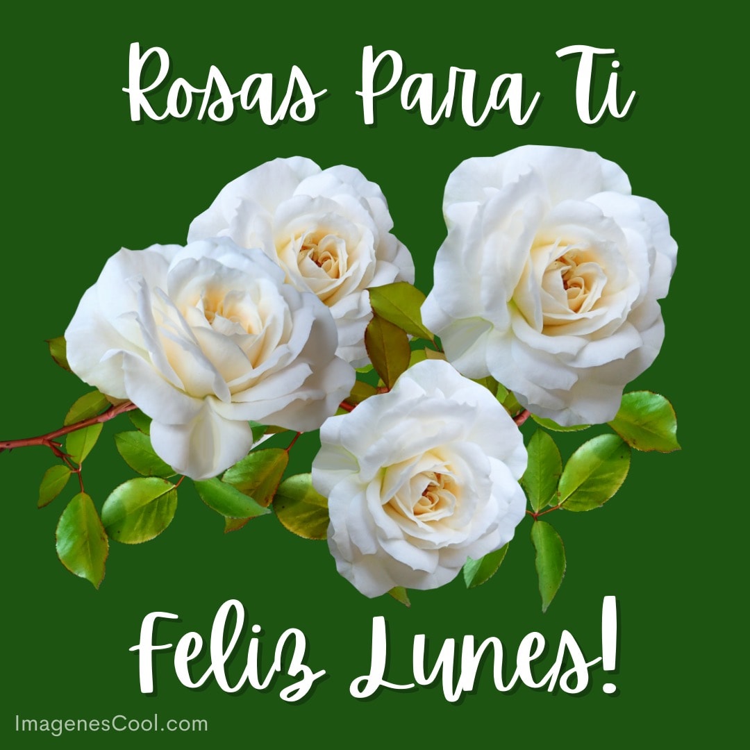 Rosas blancas con texto 'Rosas Para Ti, Feliz Lunes!' sobre fondo verde