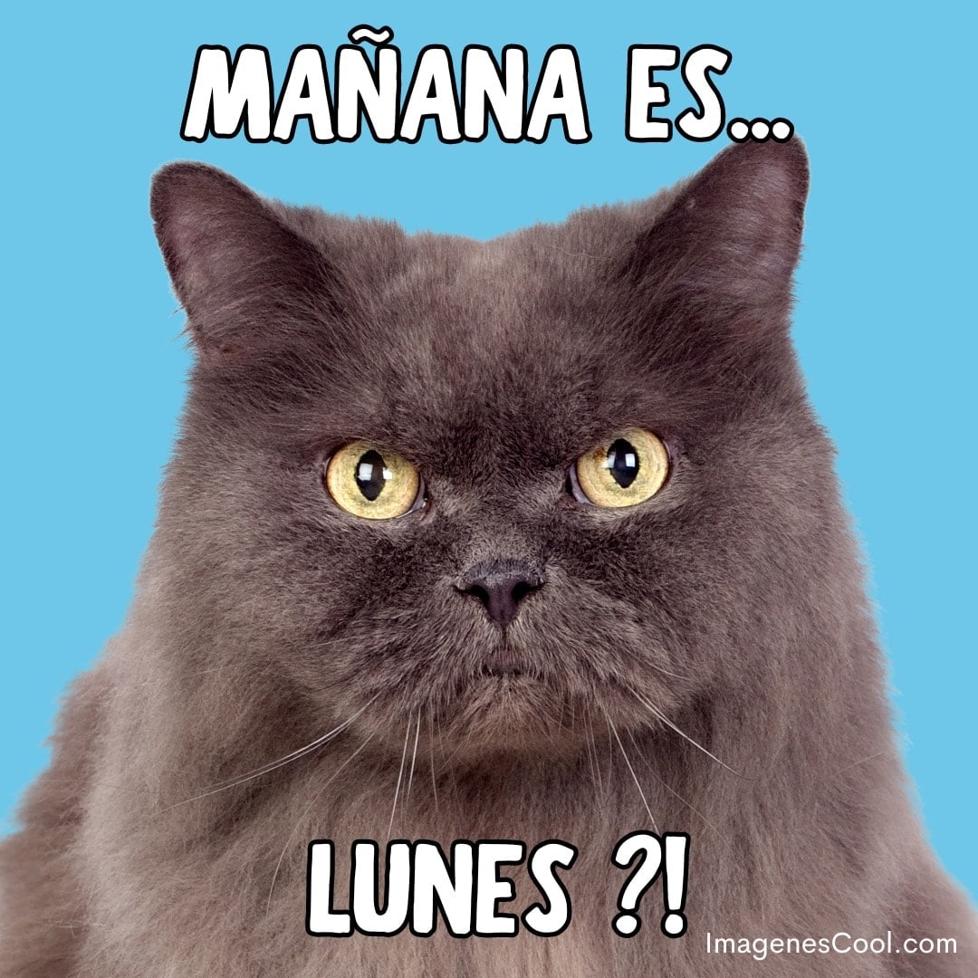 Un gato gris con expresión sorprendida y texto que dice 'MAÑANA ES... LUNES ?!' en fondo azul