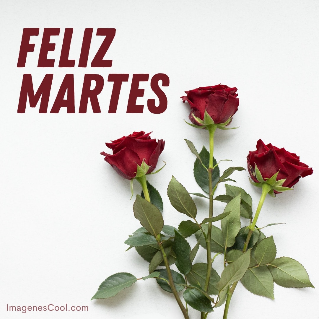 Rosas rojas sobre fondo blanco con las palabras 'Feliz Martes' arriba