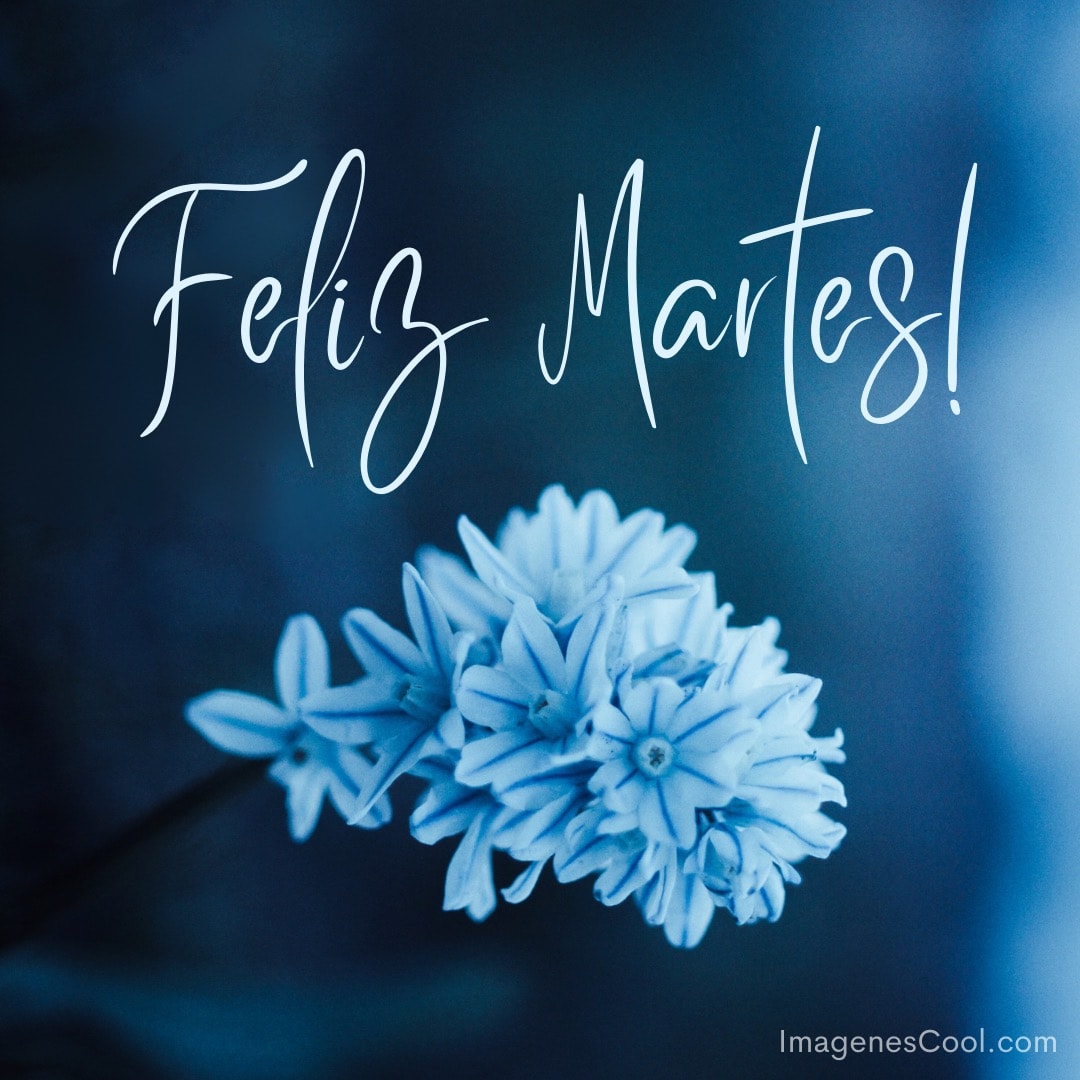 Flores azules y el saludo 'Feliz Martes' en cursiva