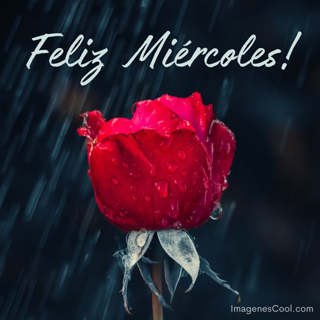 Una rosa roja con gotas de agua y las palabras 'Feliz Miércoles!' sobre fondo de lluvia