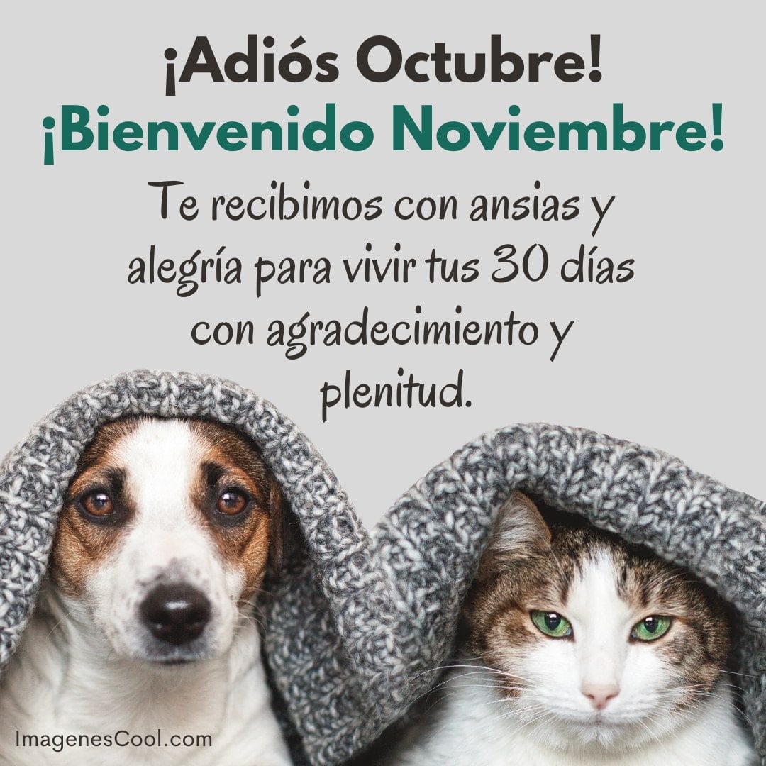 Un perro y un gato comparten una manta, con un mensaje de bienvenida a noviembre y despedida a octubre