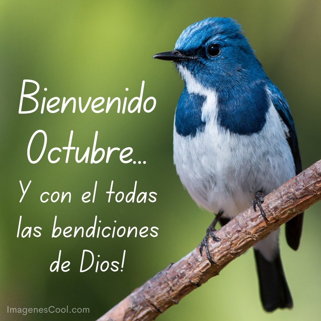 un pájaro azul y blanco sobre una rama con texto deseando bendiciones en octubre