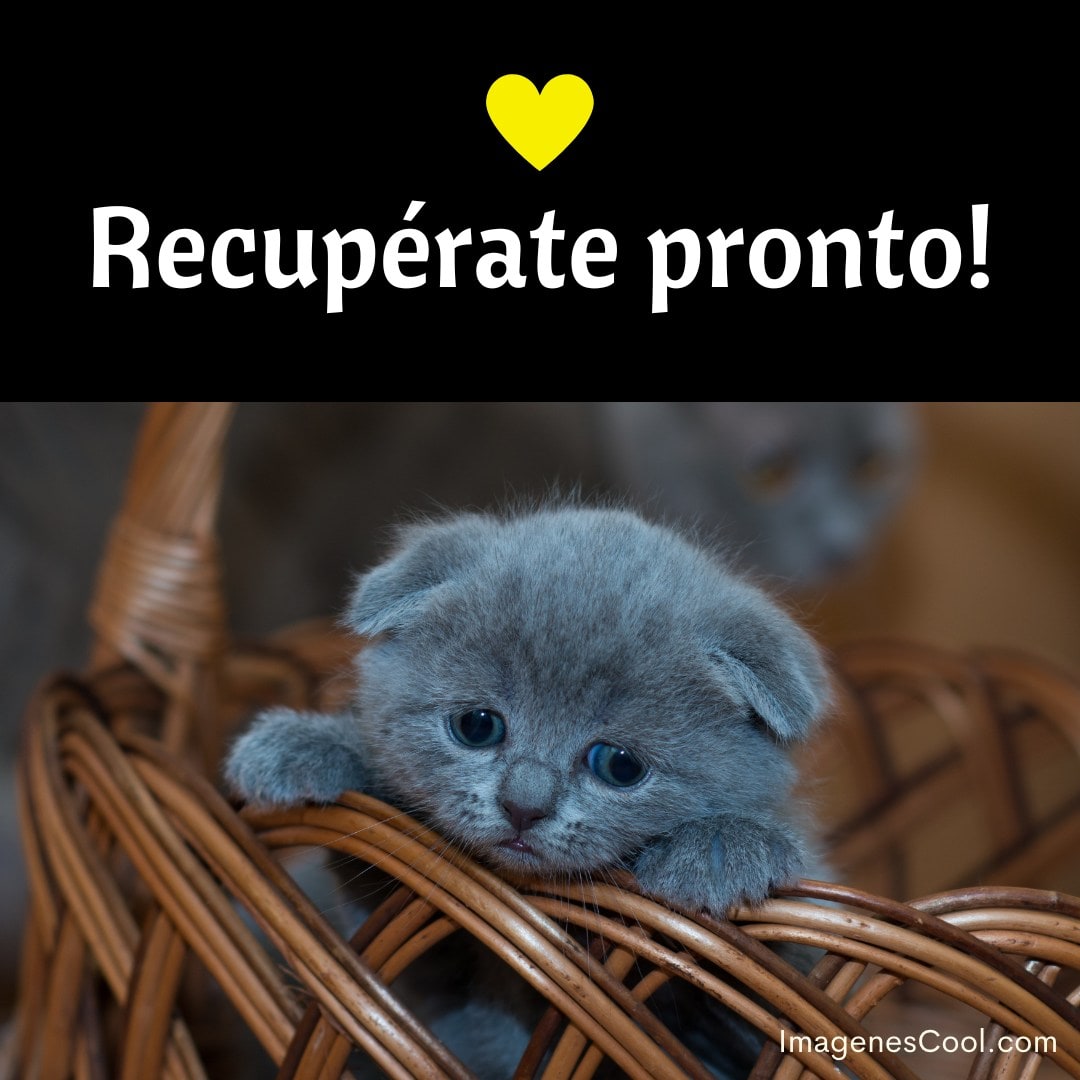Un gatito gris en una canasta con un mensaje que desea pronta recuperación