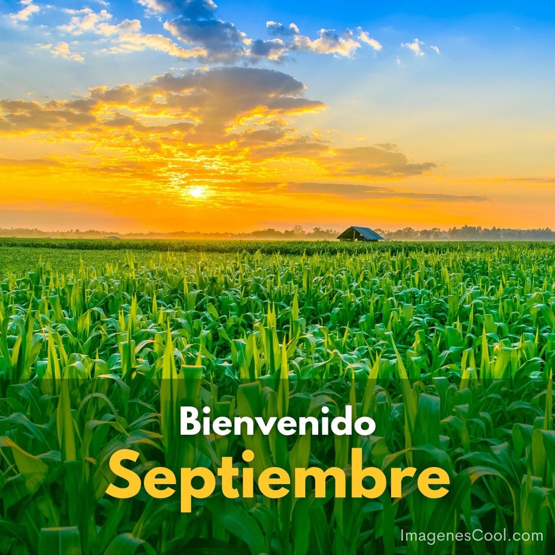atardecer dorado sobre campo de maíz con texto bienvenido septiembre